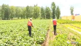 臨夏州和政縣積極開展農(nóng)作物病蟲害統(tǒng)防統(tǒng)治，保障農(nóng)業(yè)豐收